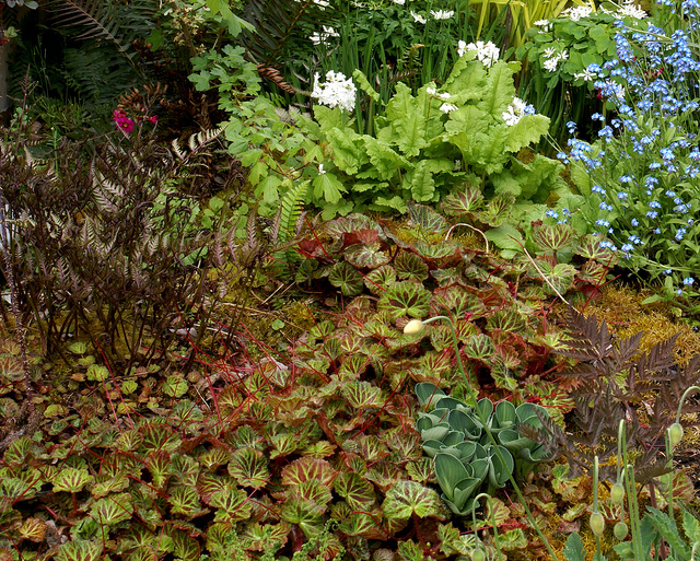 Hosta sieboldii