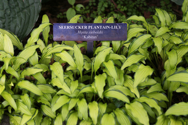 Hosta sieboldii (Hosta sieboldii)