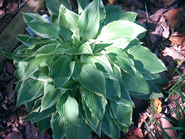 Hosta à feuilles ondulées