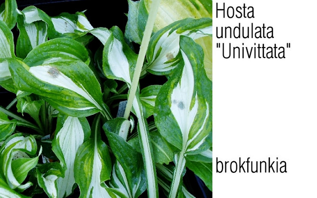 Hosta à feuilles ondulées