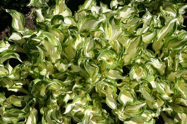Hosta à feuilles ondulées