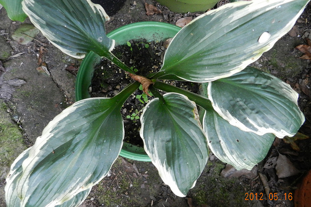 Hosta à feuilles ondulées (Hosta undulata)