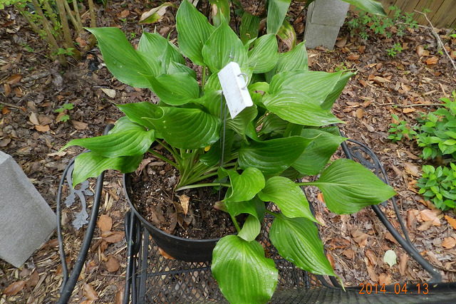 Hosta ventricosa