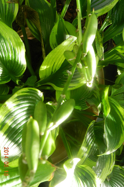 Hosta ventricosa