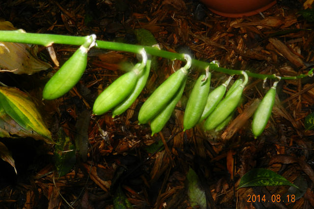 Hosta ventricosa