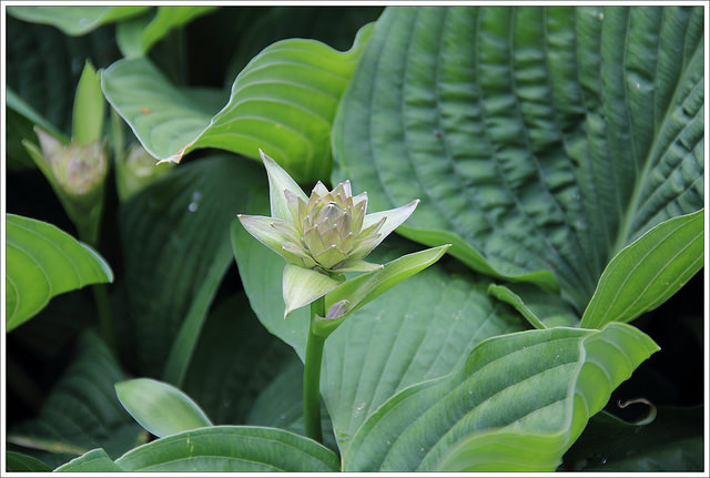 Hosta ventricosa