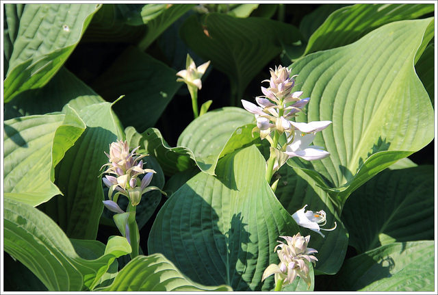 Hosta ventricosa