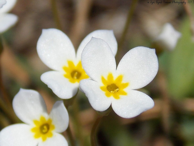 Houstonie bleue (Houstonia caerulea)