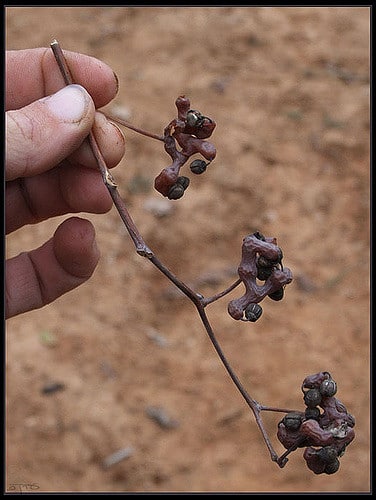Raisinier de chine