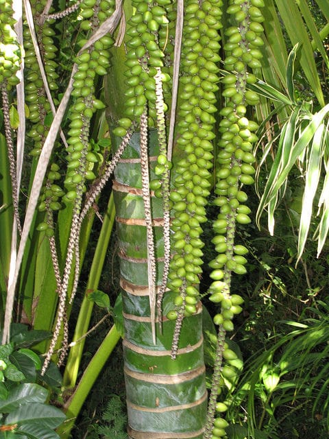 Howéa de belmore (Howea belmoreana)