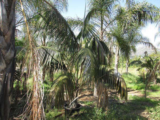Kentia
