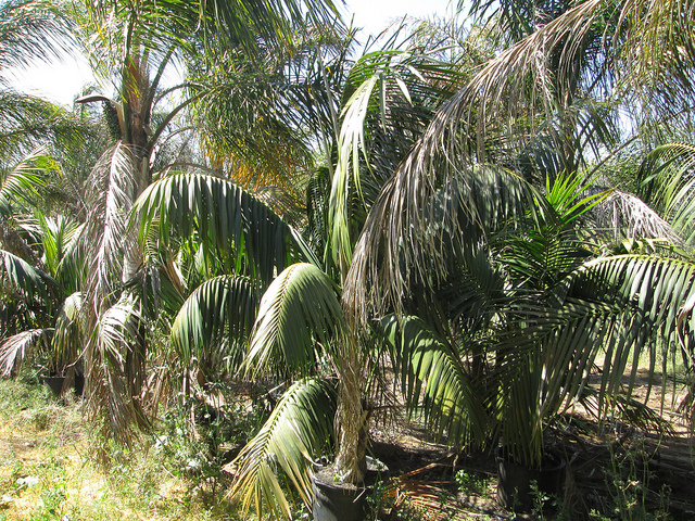 Kentia