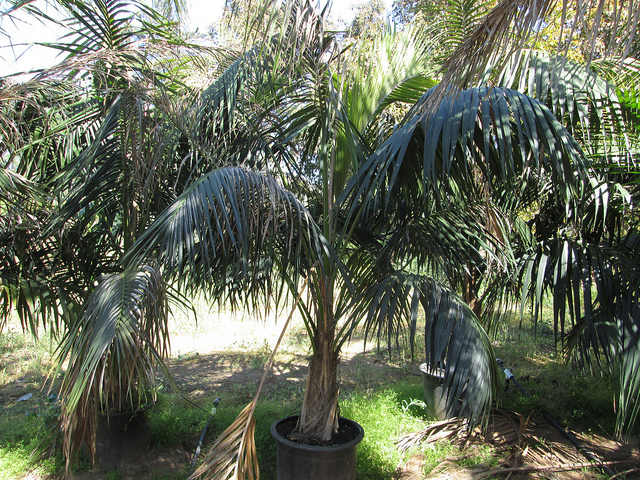 Kentia