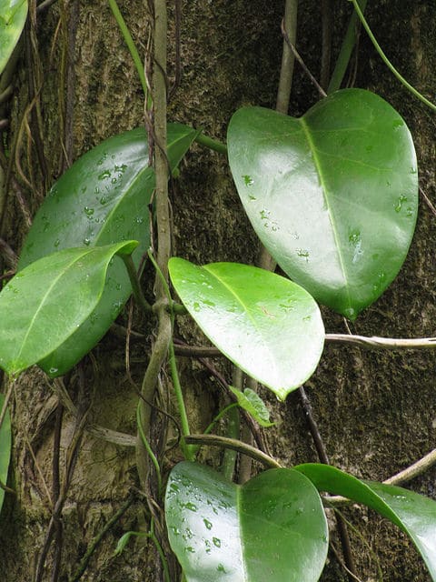 Hoya d’australie