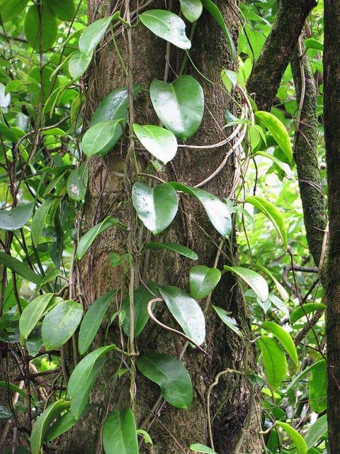 Hoya d’australie