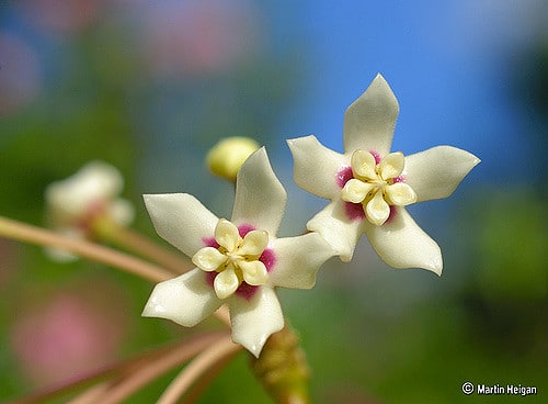 Hoya d’australie