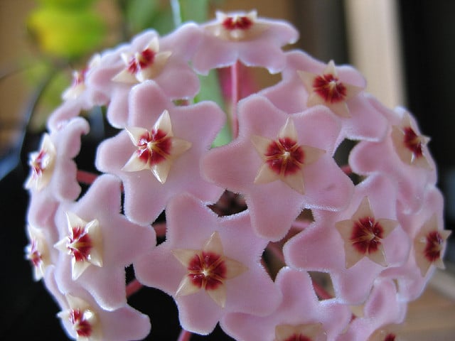 Fleur de porcelaine