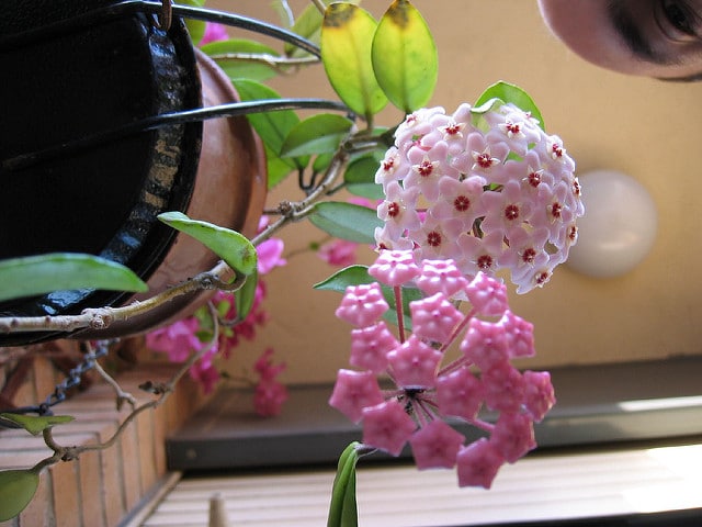 Fleur de porcelaine