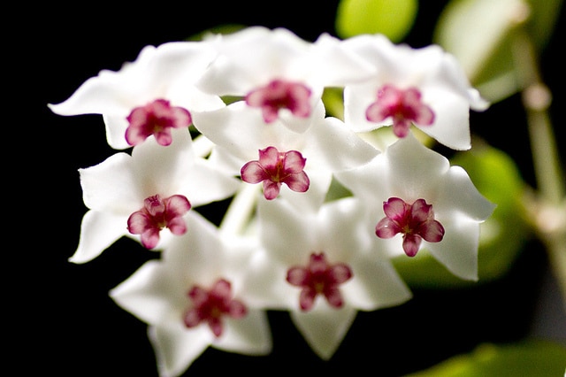 Fleur de porcelaine
