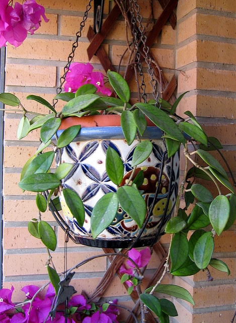 Fleur de porcelaine