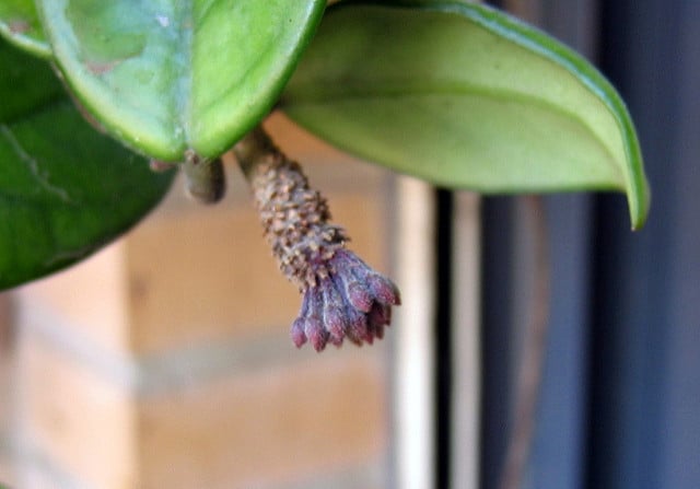 Fleur de porcelaine (Hoya bella)