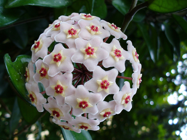 Fleur de porcelaine