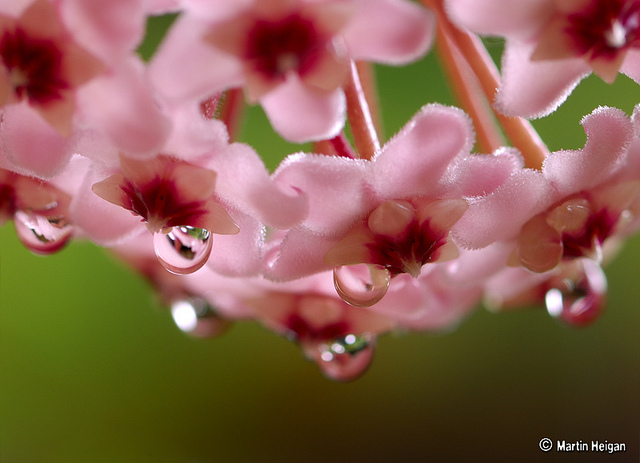 Fleur de porcelaine (Hoya carnosa)