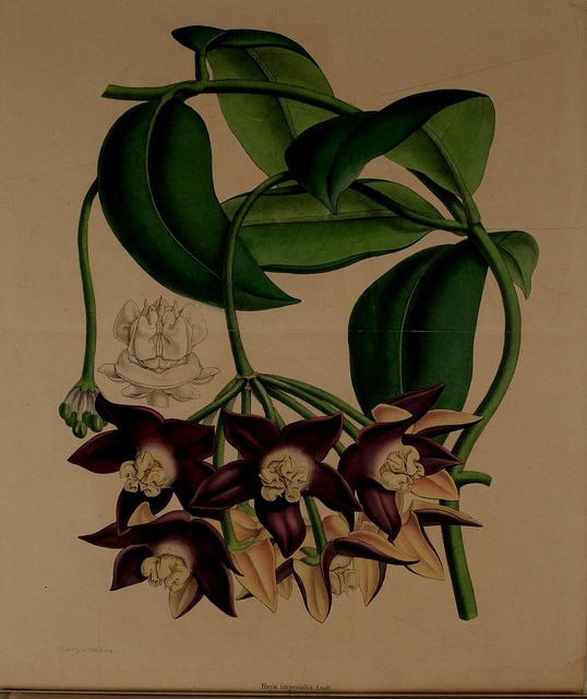 Hoya imperialis