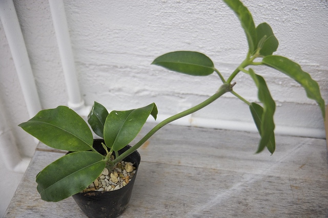 Hoya imperialis