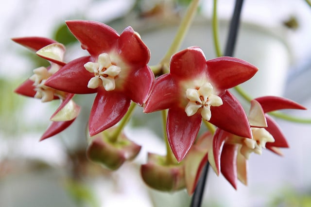Hoya imperialis