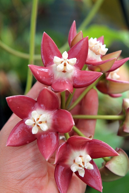 Hoya imperialis