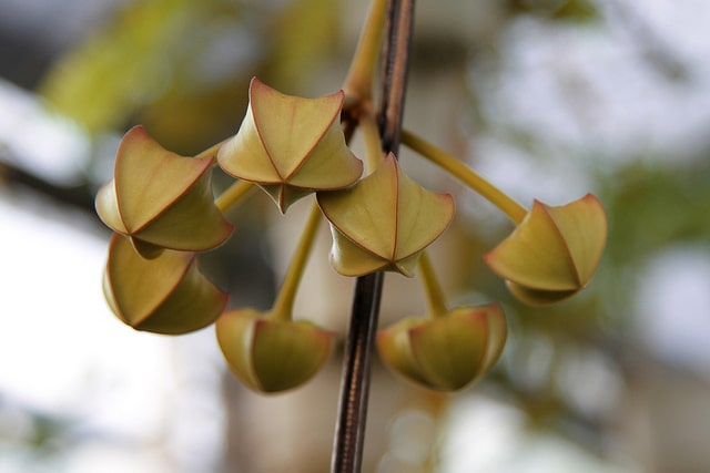 Hoya imperialis