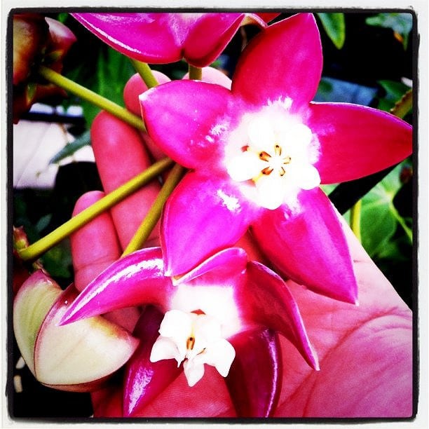 Hoya imperialis