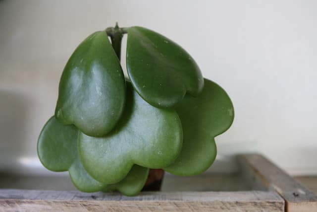 Lucky heart