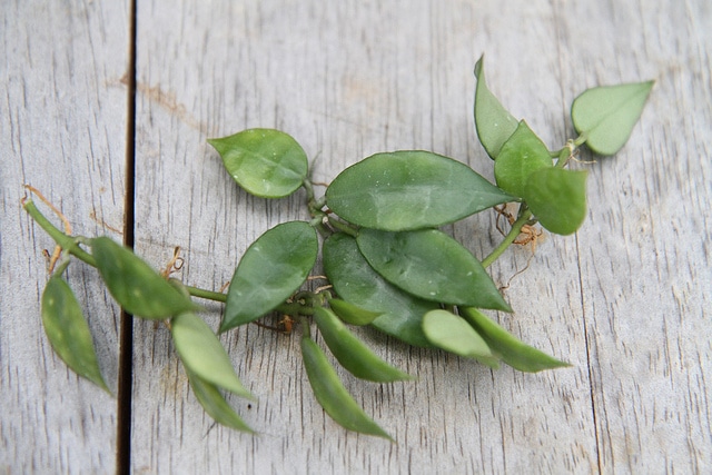 Hoya lacunosa