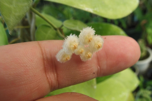 Hoya lacunosa