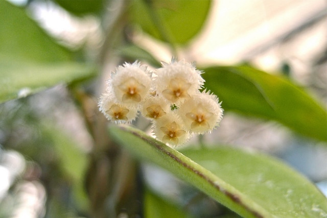 Hoya lacunosa