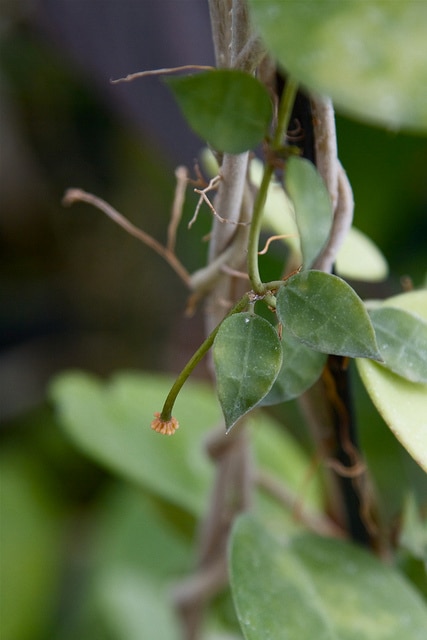 Hoya lacunosa