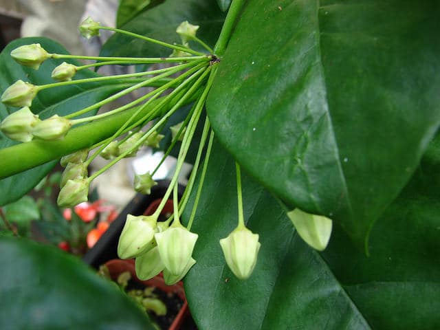 Hoya multiflora