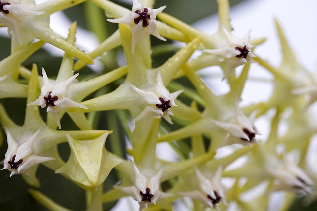 Hoya multiflora