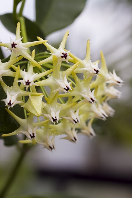 Hoya multiflora
