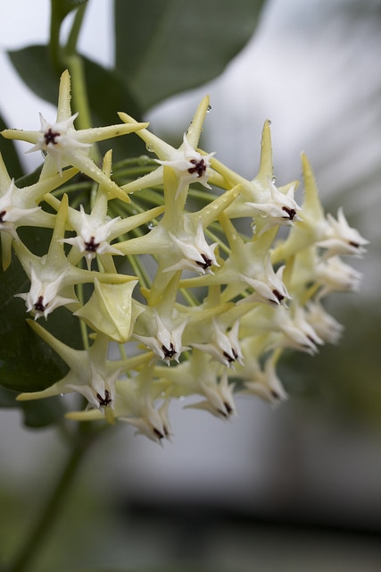 Hoya multiflora
