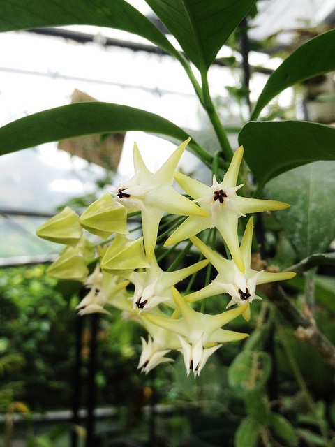 Hoya multiflora