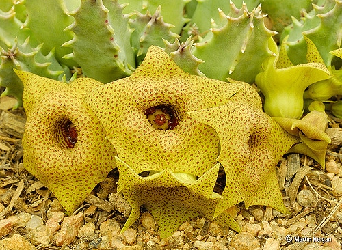 Huernia brevirostris