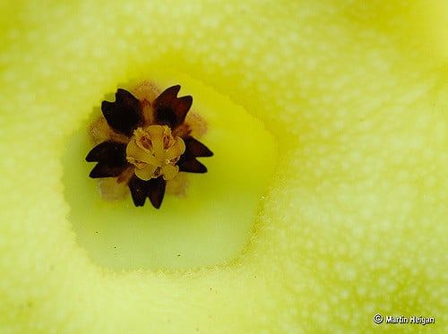 Huernia brevirostris (Huernia brevirostris)