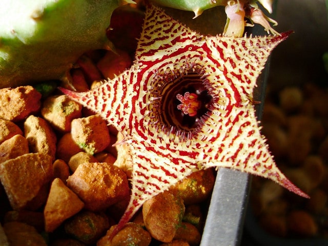 Huernia hystrix