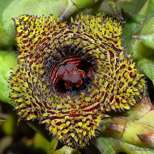 Huernia hystrix