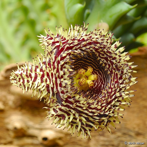 Huernia hystrix