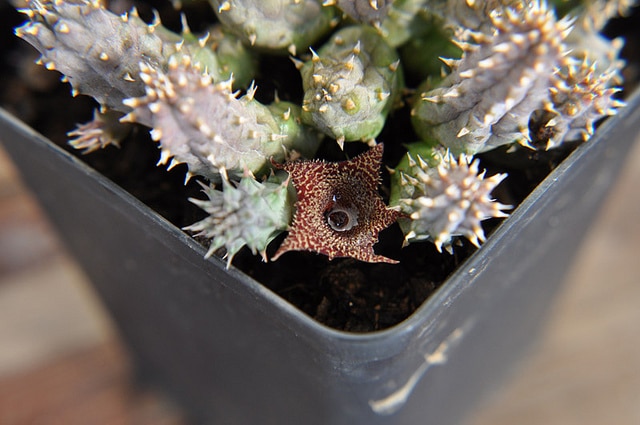 Huernia hystrix