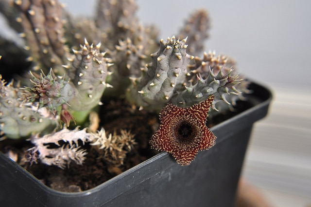 Huernia hystrix (Huernia hystrix)
